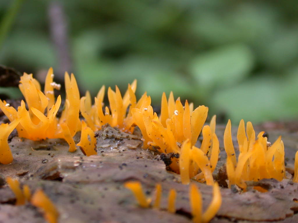 Calocera cornea  ......